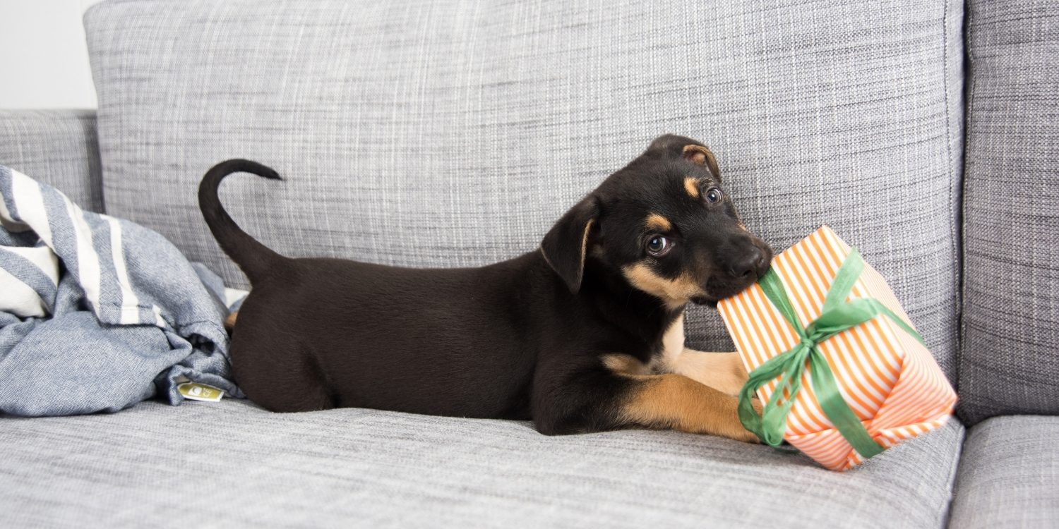 4 of the best pet Christmas gifts - PetStayAdvisor