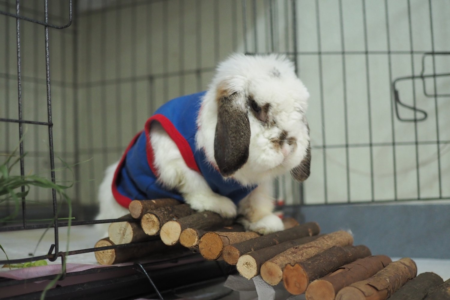pet-sitting-rabbit-care