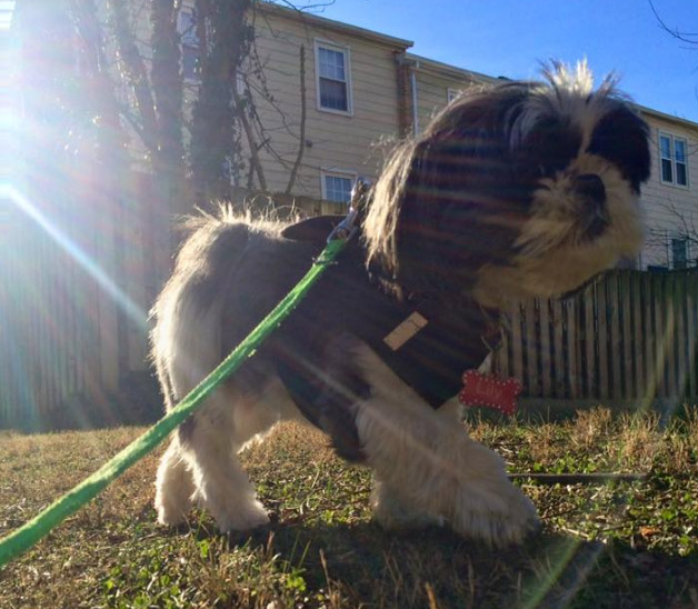 Dog on walk