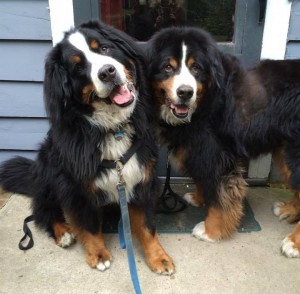 Happy dogs on leash