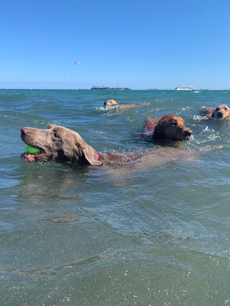 Pups-Swimming