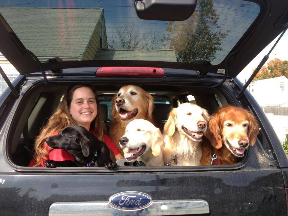 Dogs in Car