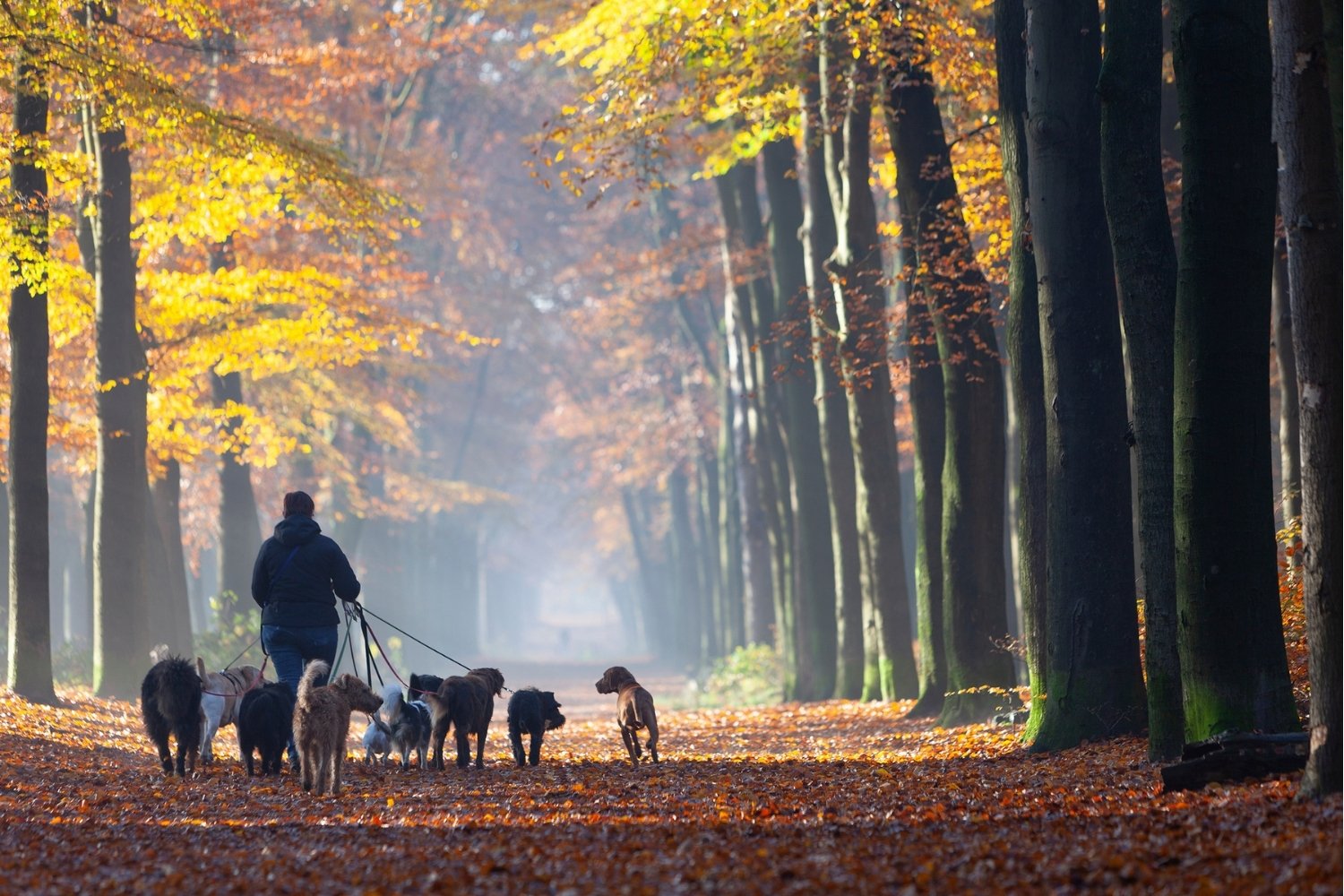 offering-dog-pack-walks-woods