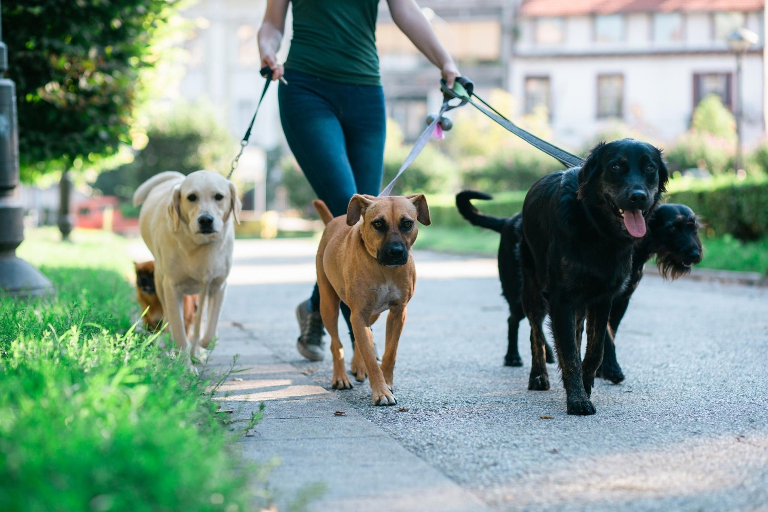 dog-walker-with-four-dogs