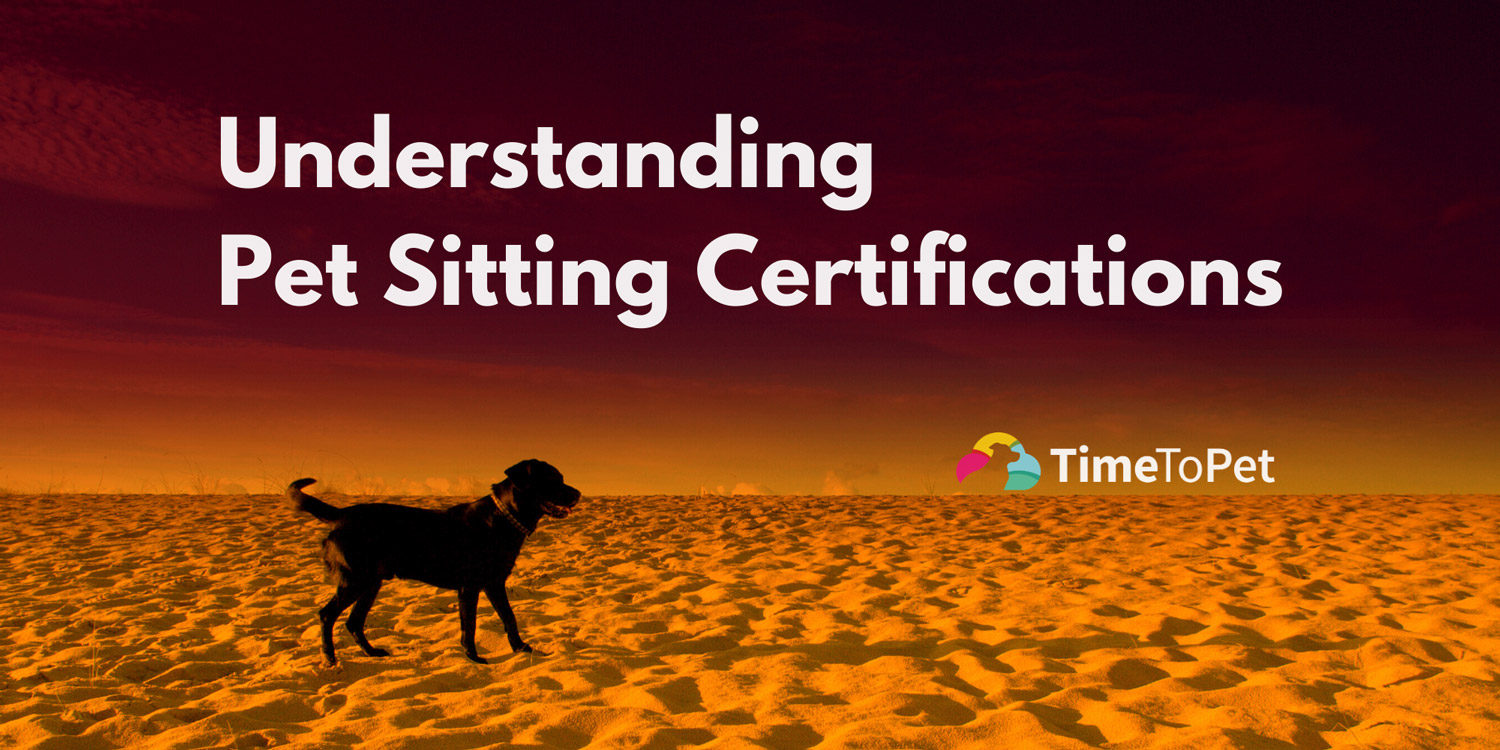 Understanding pet sitting certifications dog on beach