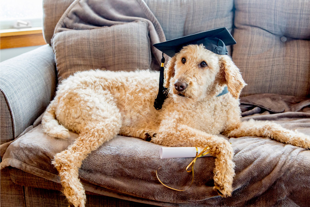 dog with graduation hat and diploma
