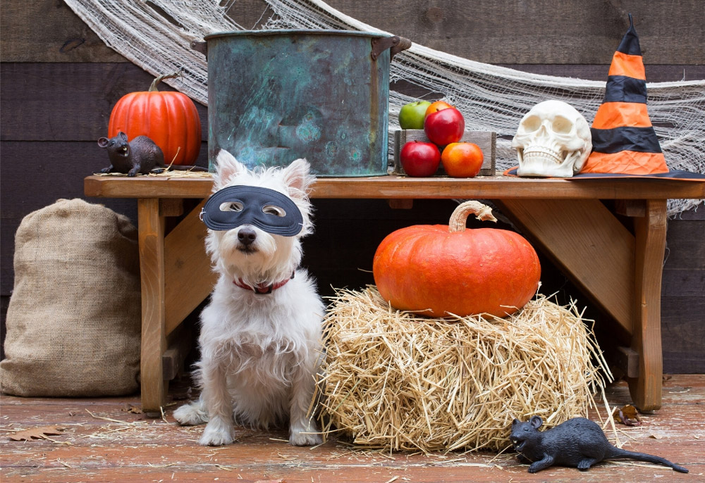 Dog-dressed-for-halloween
